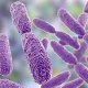 Bacterial identification by 16s rRNA sequencing